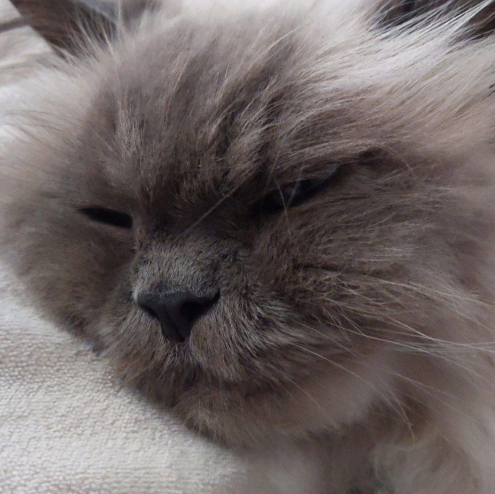 Meet your Posher, Krista